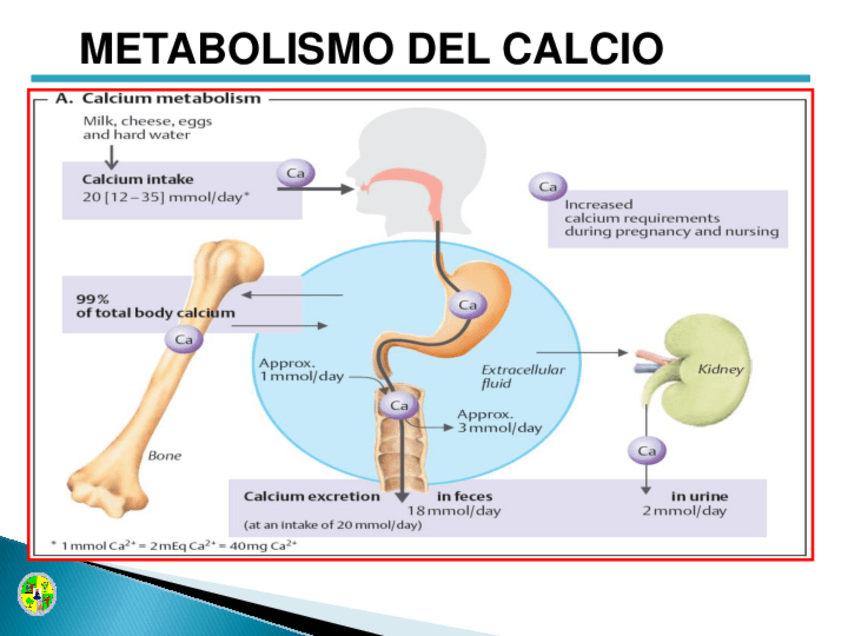 Miniatura del documento T.25-Paratiroideos.pdf