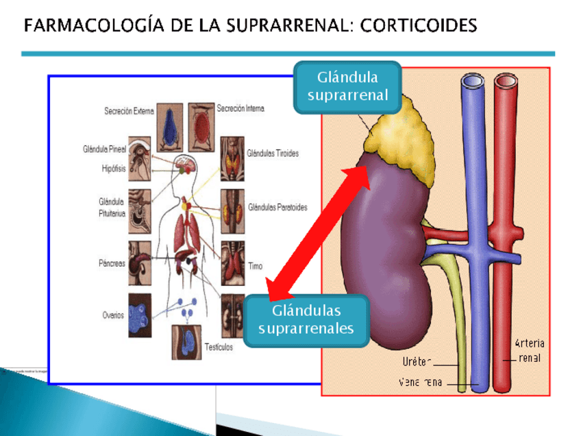 Miniatura del documento T.26-Corticoides.pdf