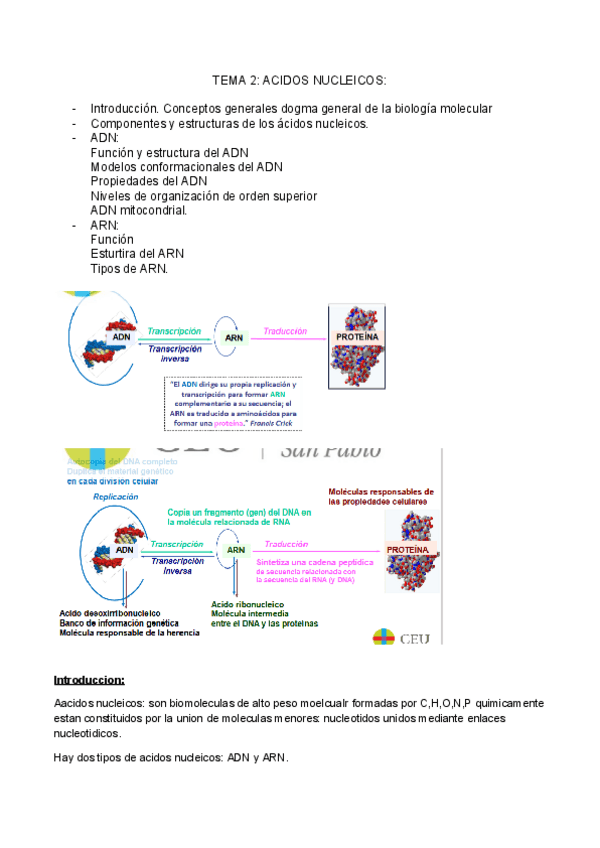 Miniatura del documento TEMA-2-acidos-nucleicos.docx.pdf