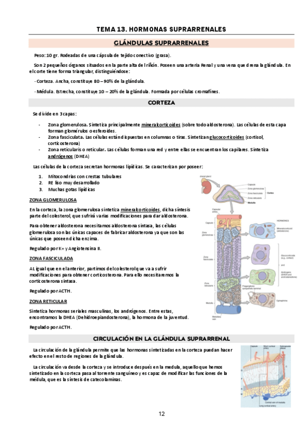 Miniatura del documento t13.-h-suprarr.pdf