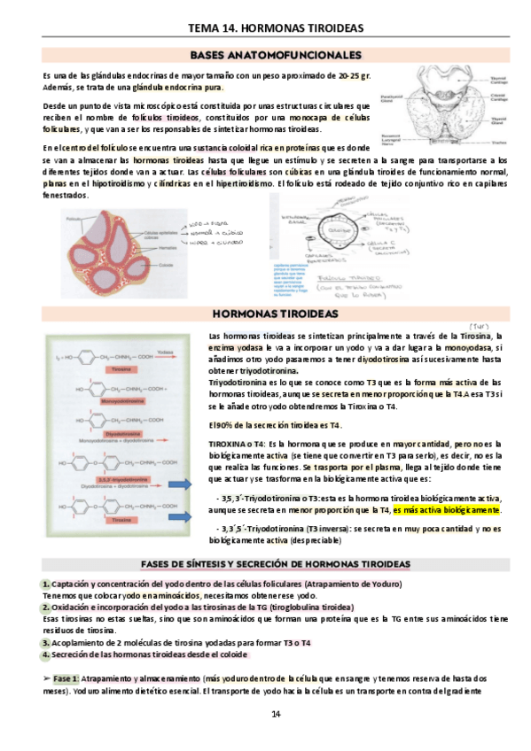Miniatura del documento t14.-h-tiroideas.pdf