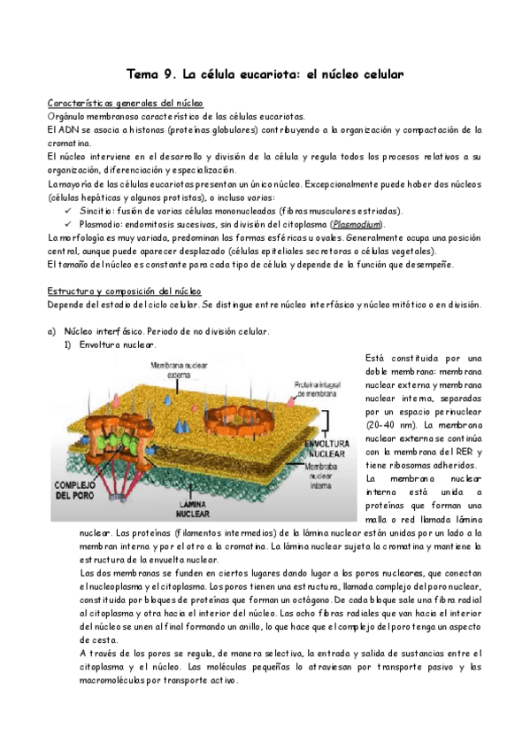 Miniatura del documento 9.-Nucleo-celular.pdf