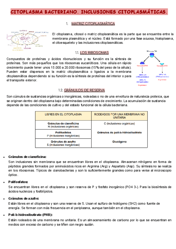 Miniatura del documento TEMA-4-CITOPLASMA-BACTERIANO.-INCLUSIONES-CITOPLASMATICAS.pdf