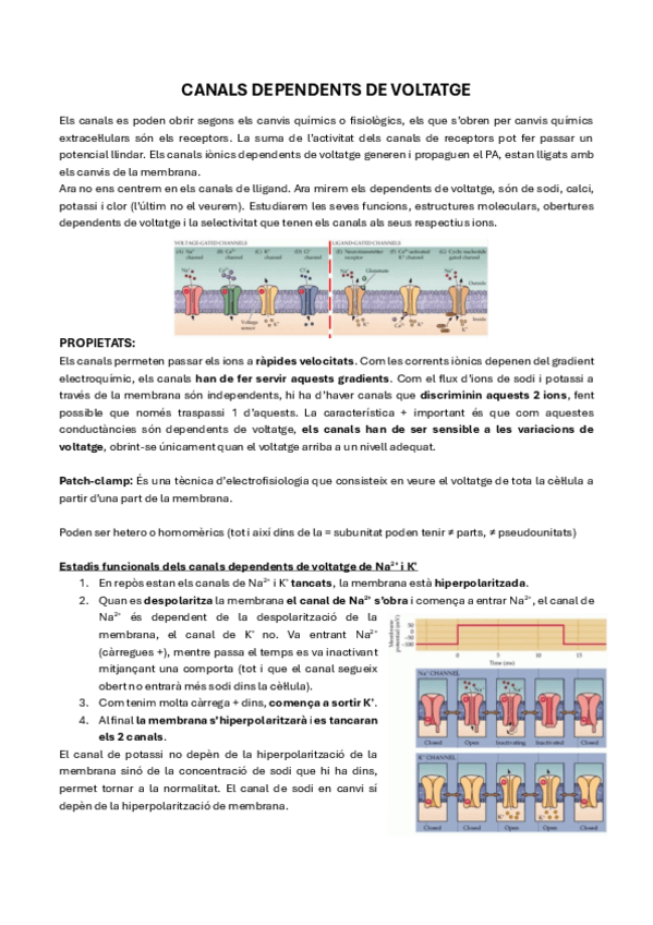 Miniatura del documento 14.-Canals-Dependents-de-Voltatge.pdf