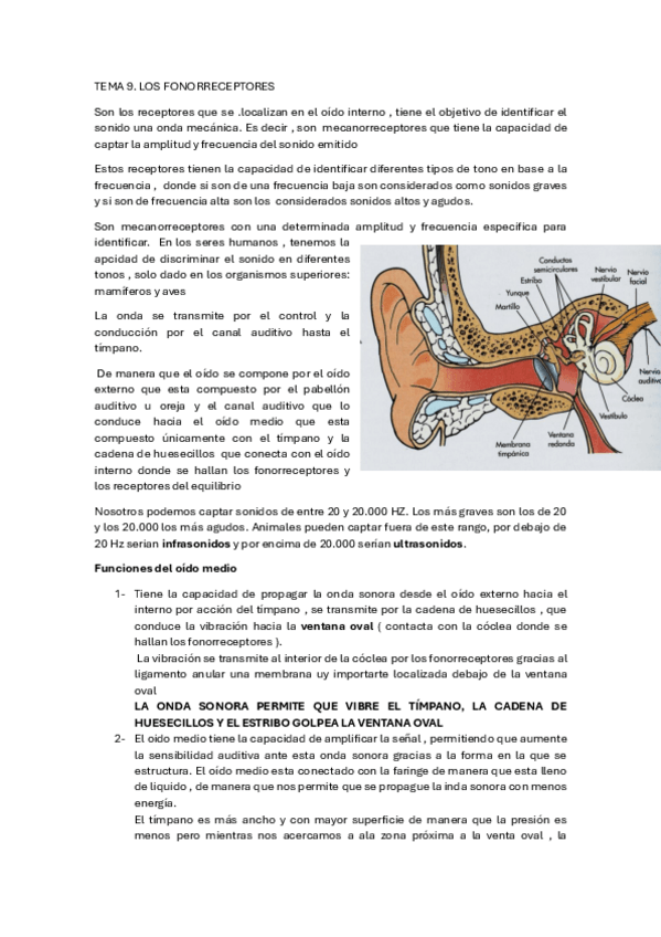 Miniatura del documento Fonorreceptores.pdf