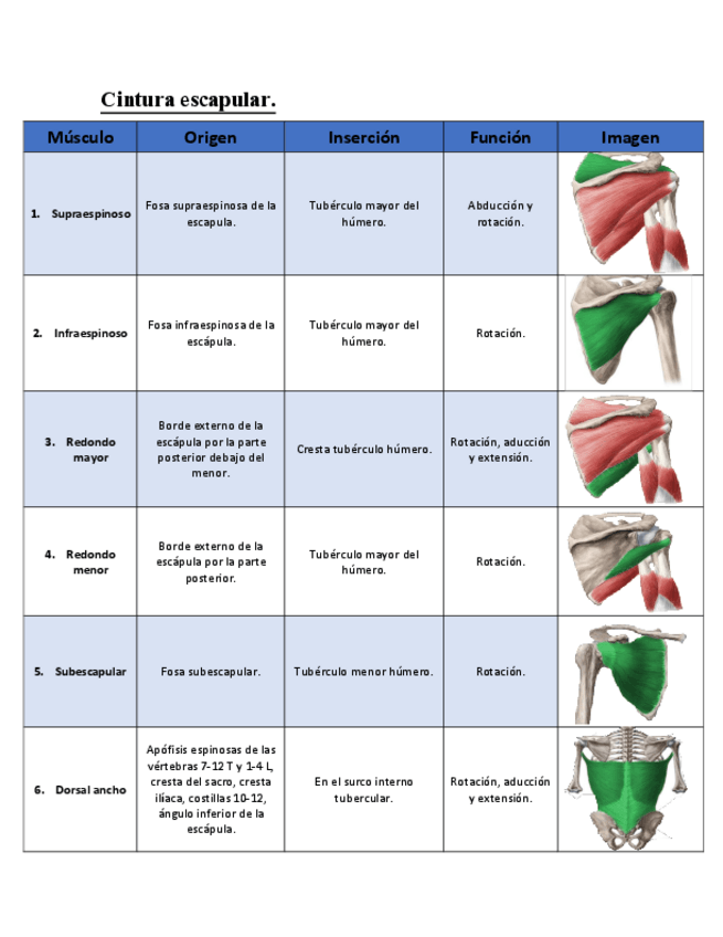 Miniatura del documento guia-musculos.pdf