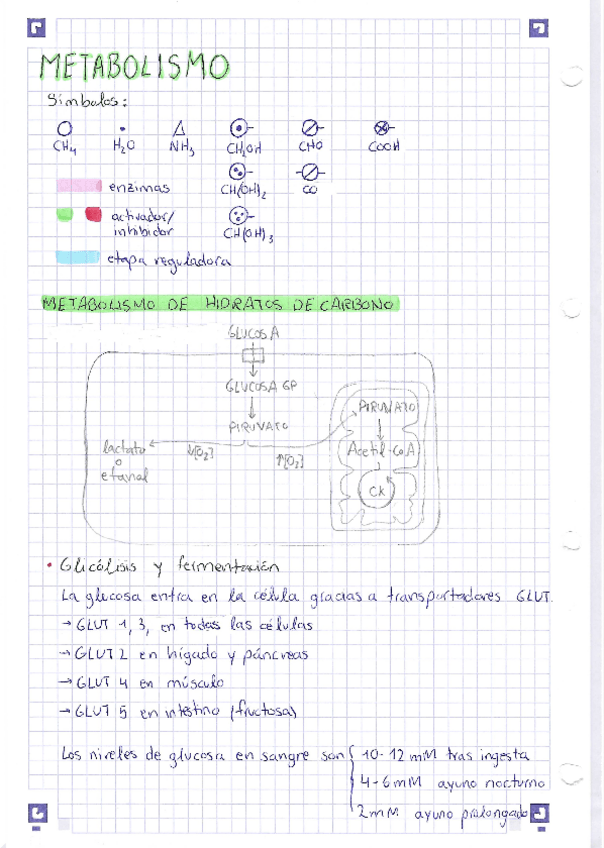 Miniatura del documento Todo-metabolismo.pdf