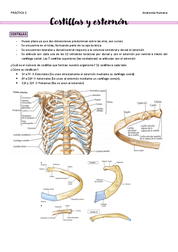 Miniatura del documento PRACTICA-2-Costilla-y-esternon.pdf