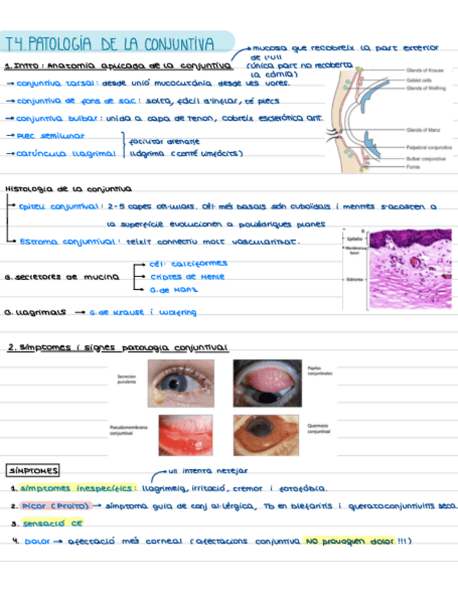Miniatura del documento T4.-Patologia-Conjuntiva.pdf