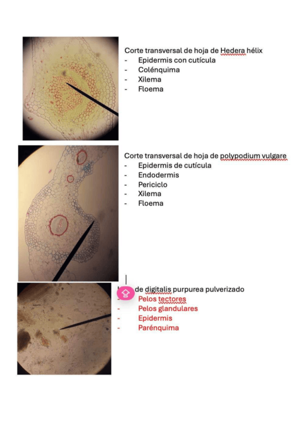 Miniatura del documento Final-practicas-resuelto.pdf