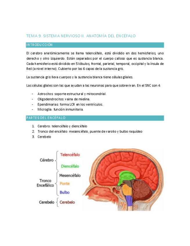 Miniatura del documento ANATOMIA-T9.pdf