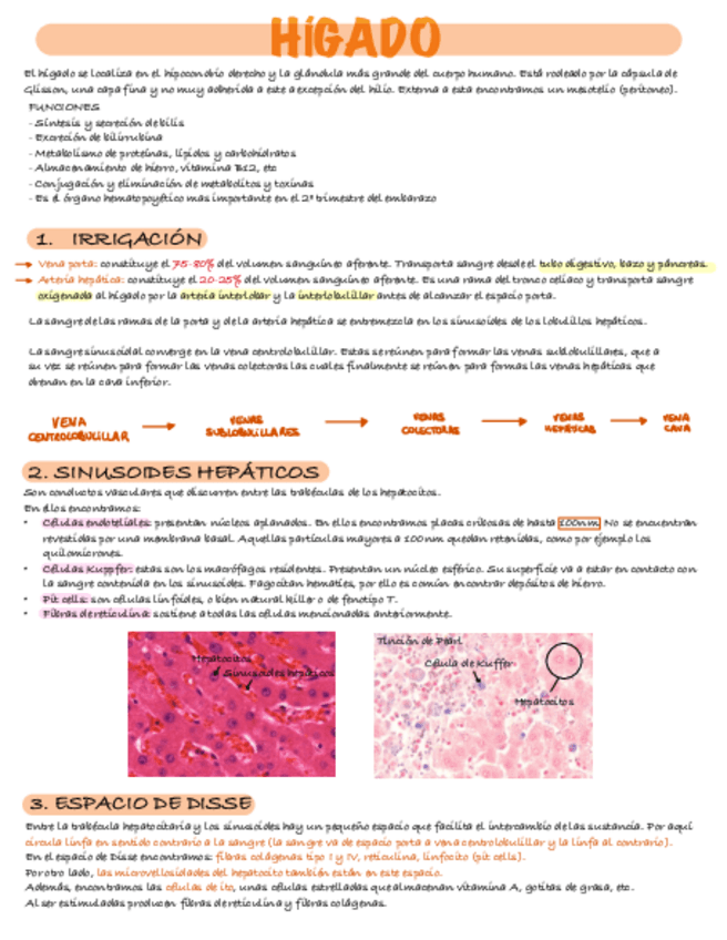 Miniatura del documento HIGADO.pdf