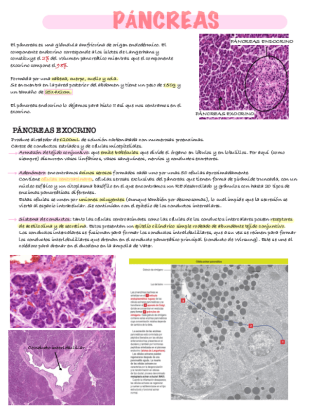 Miniatura del documento Pancreas.pdf