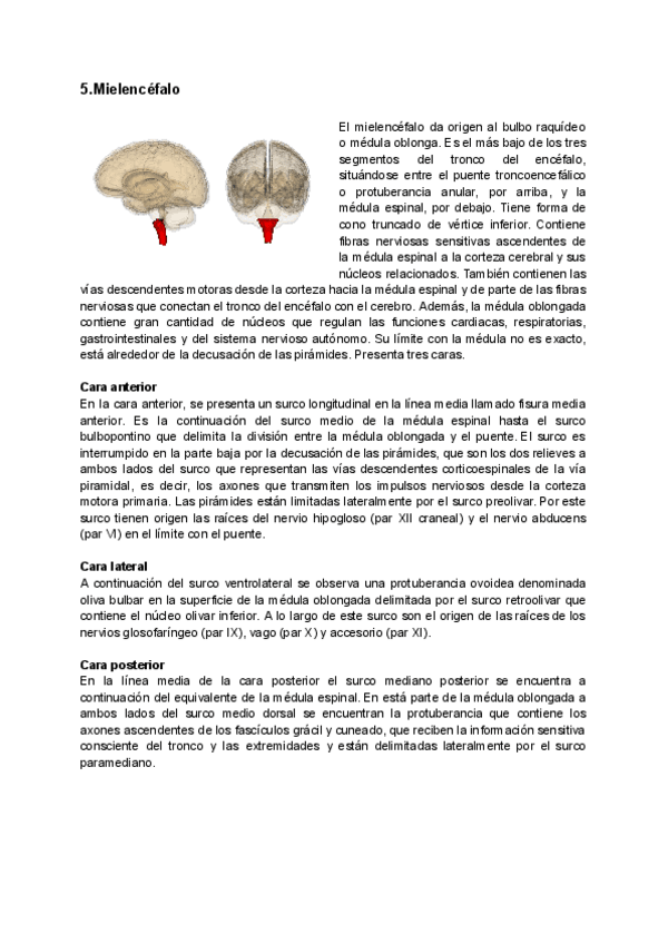 Miniatura del documento 5.Mielencefalo-y-Pares-Craneales-Resumen-origenes-reales-y-aparentes.pdf