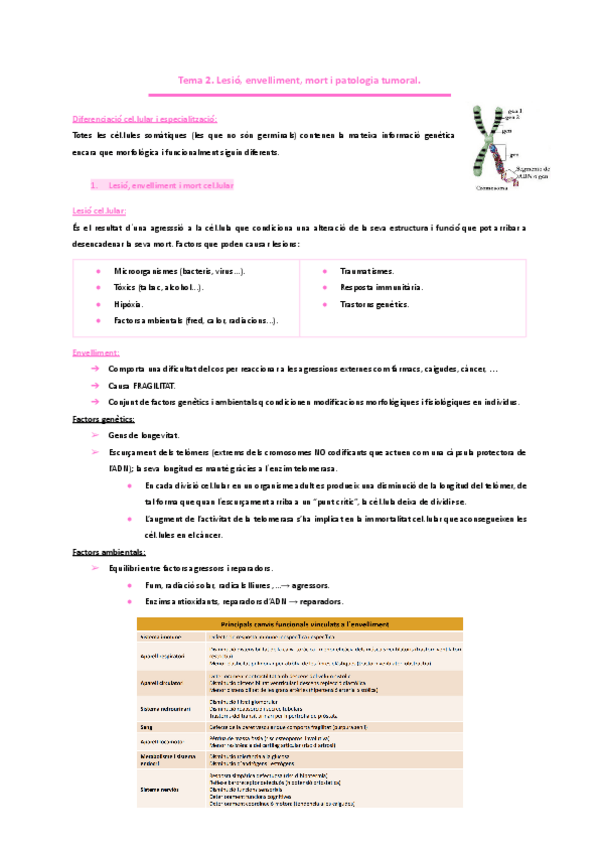 Miniatura del documento HEMATOLOGIA. -Tema-2.-Lesio-envelliment-mort-i-patologia-tumoral..pdf