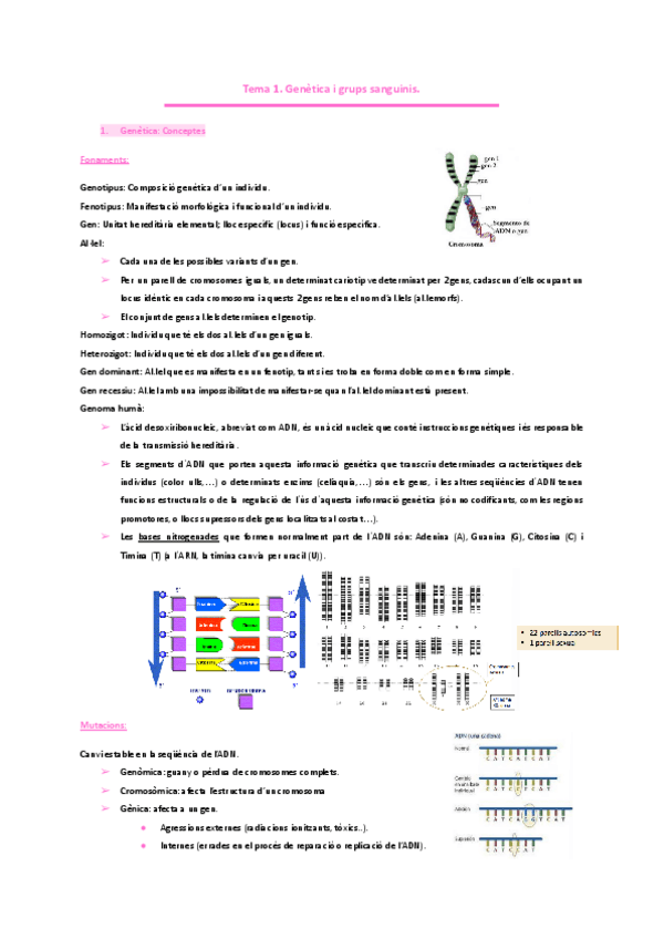 Miniatura del documento HEMATOLOGIA. -Tema-1.-Genetica-i-grups-sanguinis..pdf