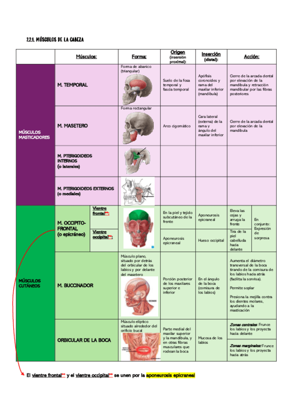 Miniatura del documento Musculos-de-la-cabeza-esquema.pdf