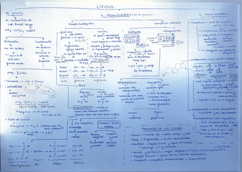Miniatura del documento esquema-lipidos-saponificables.pdf
