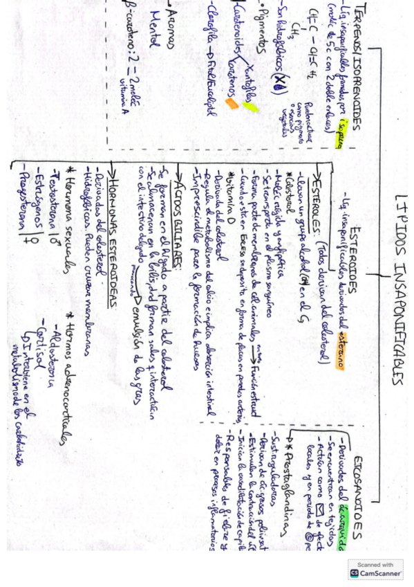 Miniatura del documento esquema-lipidos-insaponificables.pdf