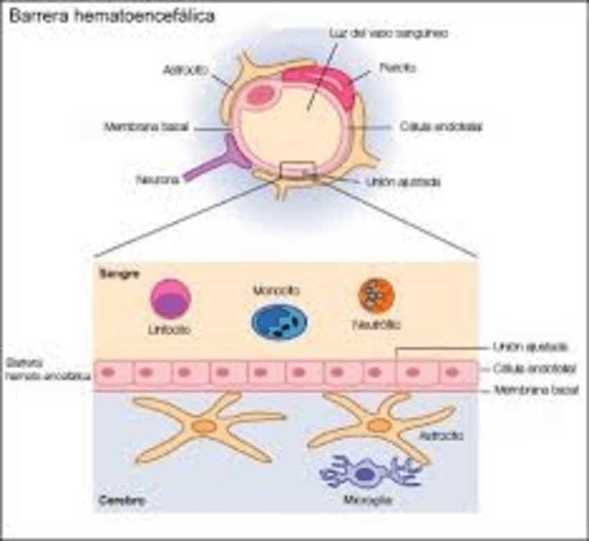 Miniatura del documento BHE.pdf