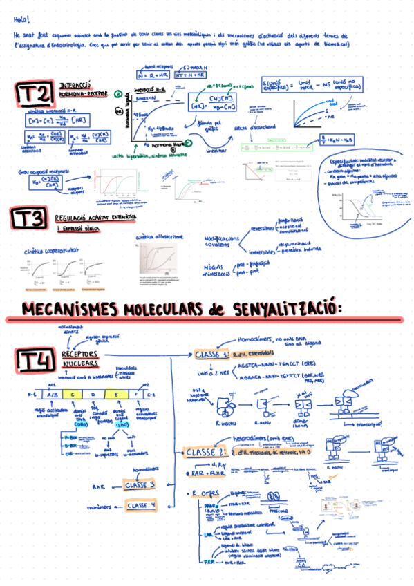 Miniatura del documento endocrino-esquemes-vies.pdf