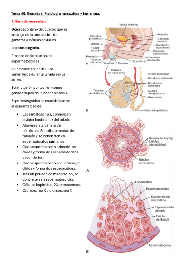 Miniatura del documento TEMA-46-Gonadas-femeninas-y-masculinas.pdf