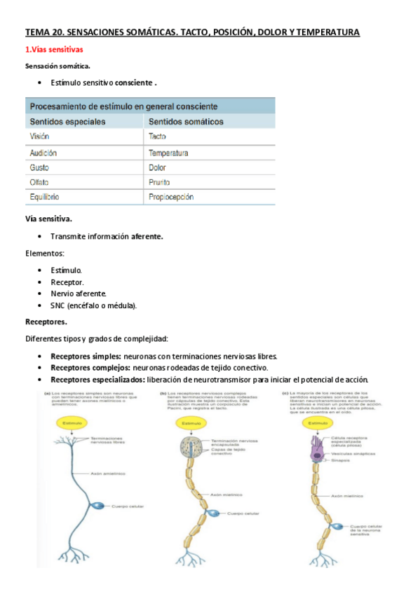 Miniatura del documento TEMA-20.-Sensaciones-somaticas.-Tactp-posicion-dolor-y-temperatura.pdf