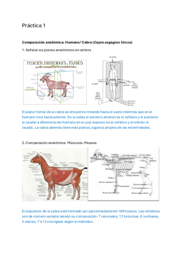 Miniatura del documento Memoria-Modelos-Anatomicos.pdf