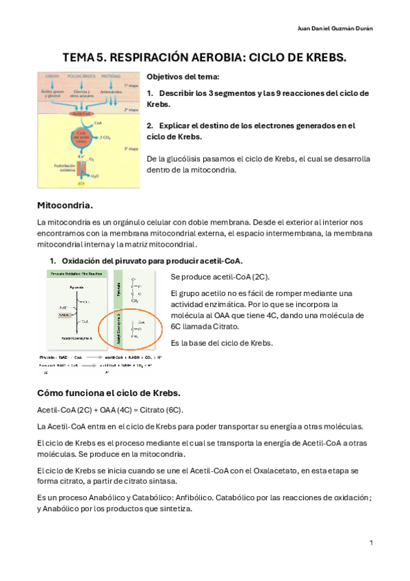 Miniatura del documento TEMA-5.-RESPIRACION-AEROBIA.-CICLO-DE-KREBS.pdf