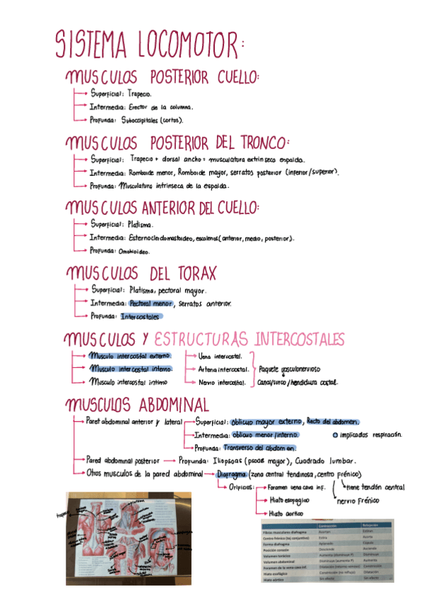 Miniatura del documento Aparell-locomotor.pdf