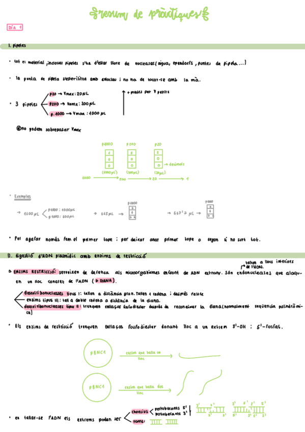 Miniatura del documento TOT-PRACTICAS-BIOLOGIA-MOLECULAR-Y-GENOMICA-resum-per-lexamen.pdf