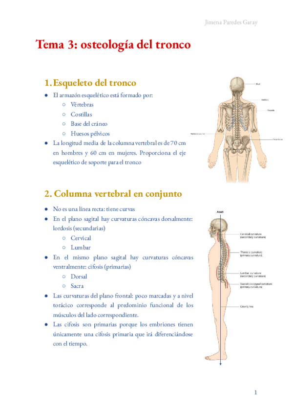 Miniatura del documento Anatomia-osteologia-del-tronco.pdf