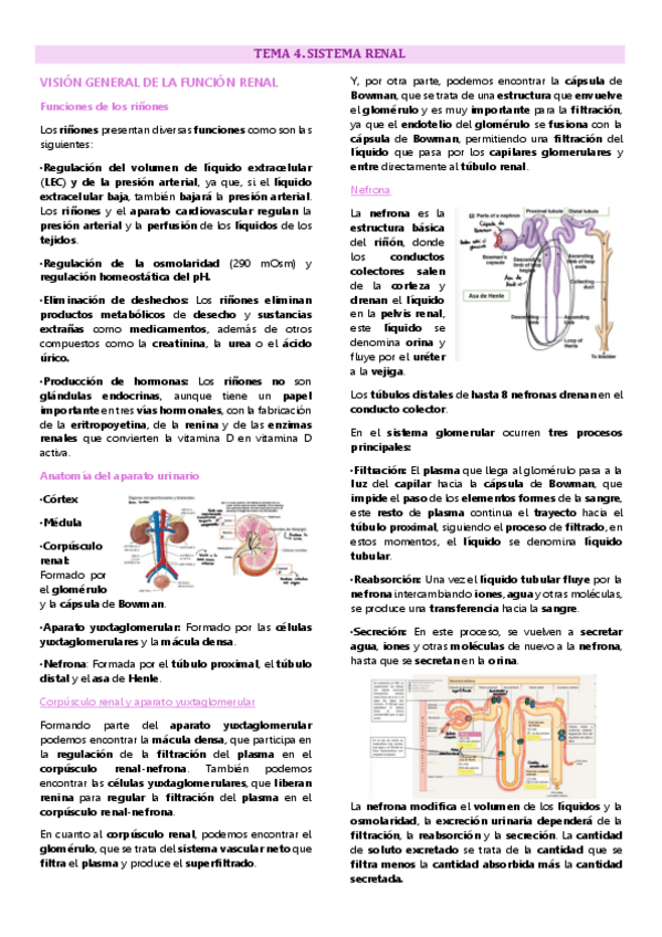 Miniatura del documento Tema 4 fisiología animal, Sistema renal.pdf