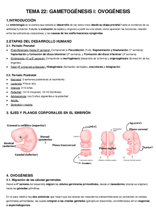 Miniatura del documento Tema-22.-Ovogenesis.pdf