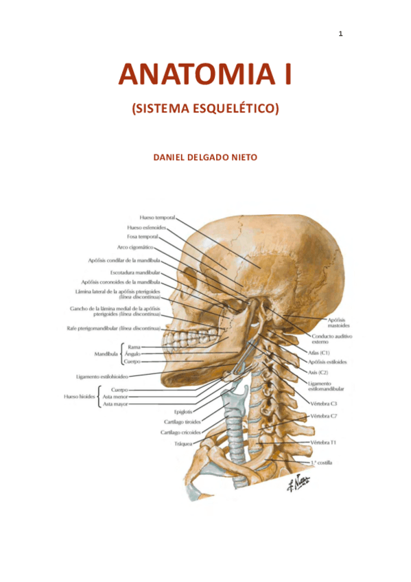 Miniatura del documento ANATOMIA-I-SISTEMA-OSEO-PARTE-1.pdf