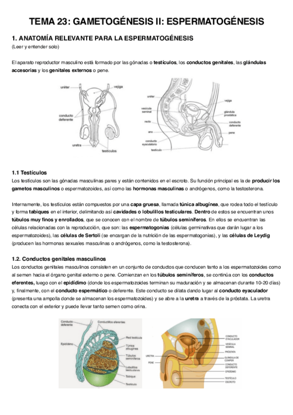 Miniatura del documento Tema-23.-Espermatogenesis.pdf
