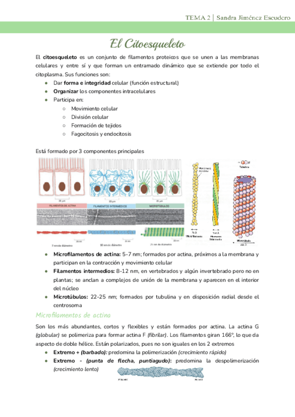 Miniatura del documento Tema-2-El-Citoesqueleto.pdf