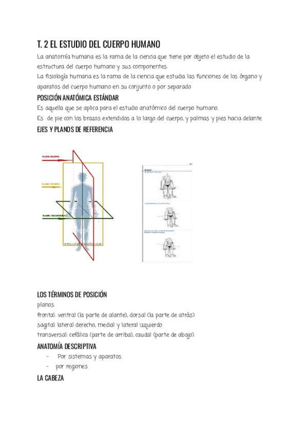Miniatura del documento ANATOMIA-T.2.pdf
