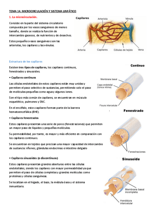 Miniatura del documento TEMA-14.-Microcirculacion-y-sistema-linfatico.pdf