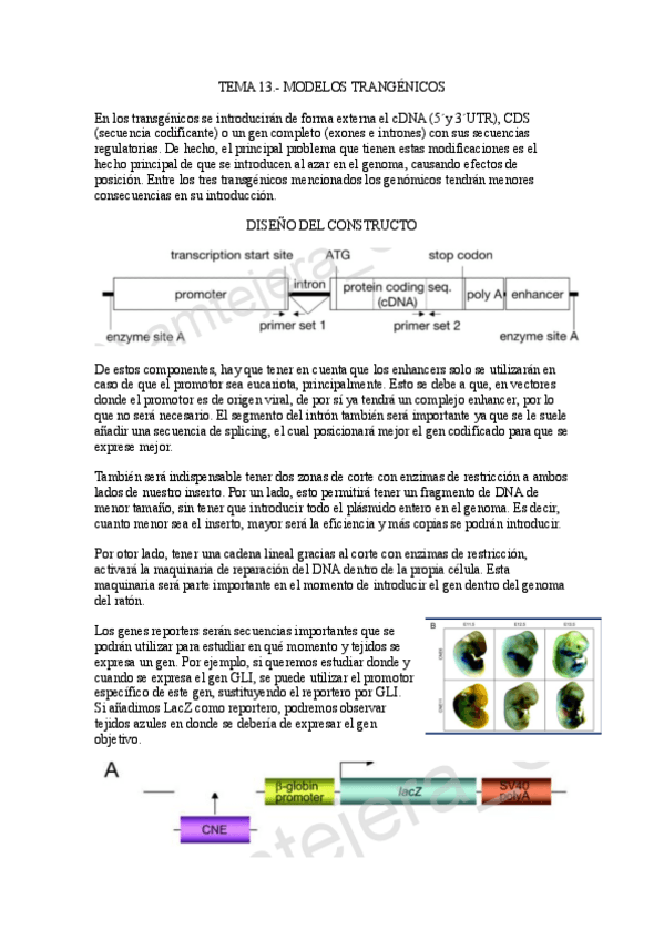 Miniatura del documento Tema-13.-Modelos-trangenicos.pdf