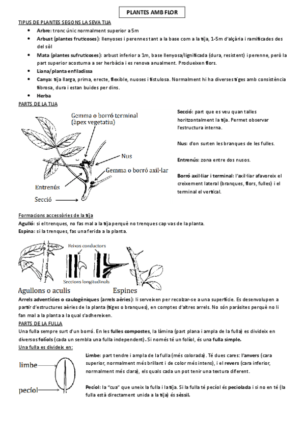 Miniatura del documento Apunts-botanica-primer-parcial-curs-202425-Jordina-Belmonte.pdf