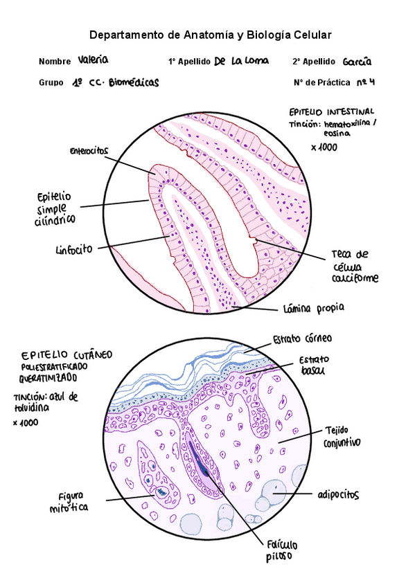 Miniatura del documento Microscopio-4-epitelio-intestinal-y-cutaneo.pdf