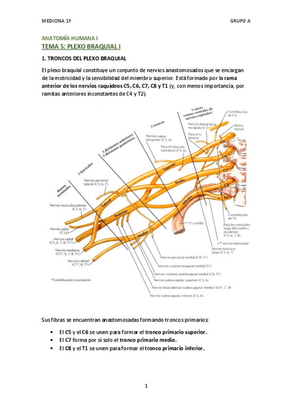 Miniatura del documento TEMA 5 - PLEXO BRAQUIAL I Troncos y nervios.pdf
