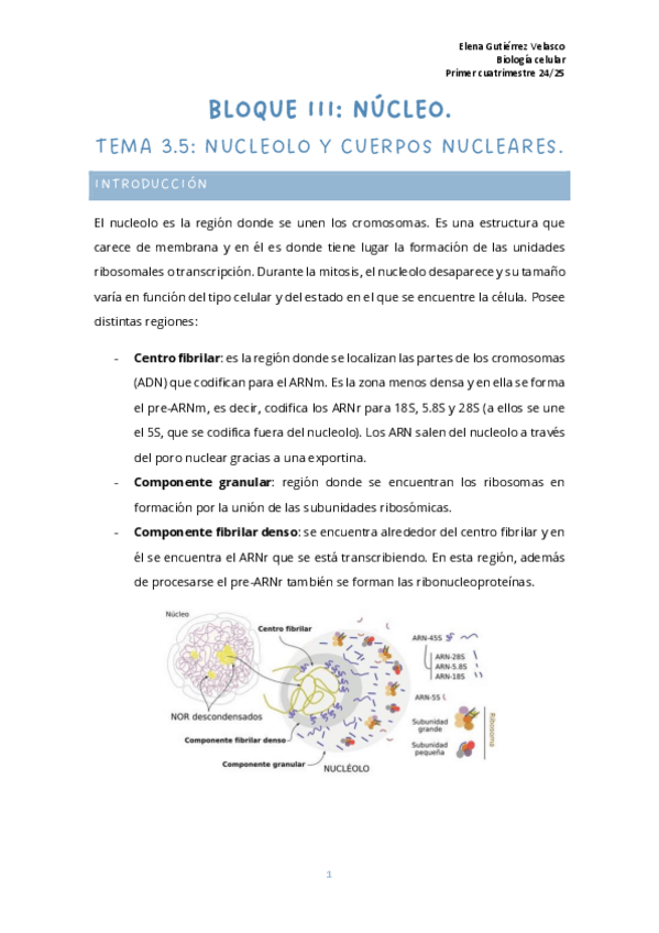 Miniatura del documento tema-3.5-nucleolo.pdf