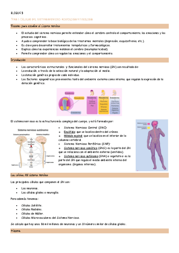 Miniatura del documento Celulas del sistema nervioso morfologia y fisiologia.pdf