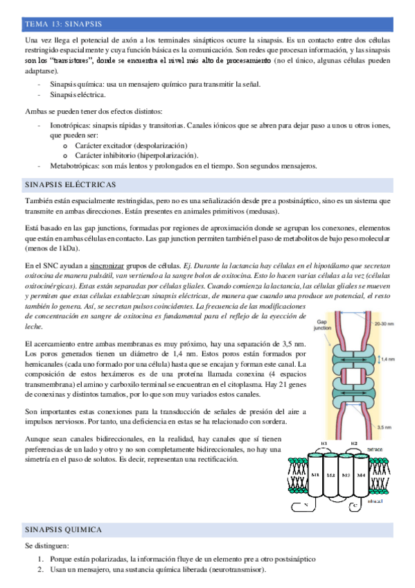 Miniatura del documento Tema-13-Sinapsis.pdf