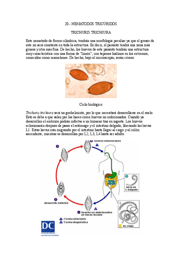 Miniatura del documento 20.-Nematodos-tricuridos.pdf