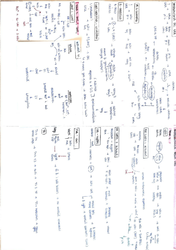 Miniatura del documento Endocrinologia.-Esquemes.pdf
