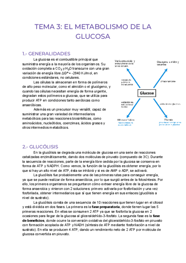 Miniatura del documento Tema-3: glucolisis, destino piruvato, gluconeogenesis y ruta pentosas fosfato.pdf