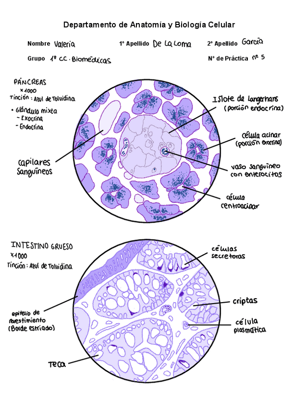 Miniatura del documento Microscopio-5-intestino-grueso-y-pancreas.pdf
